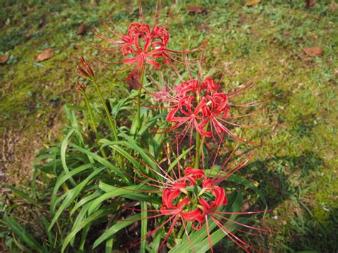 彼岸花葉|ヒガンバナの葉を見たことがありますか